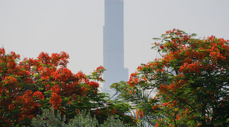 More Flame Trees To Be Planted