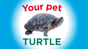 Your pet turtle