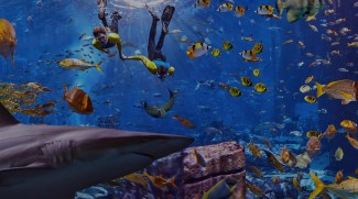 Explore The Underwater World!