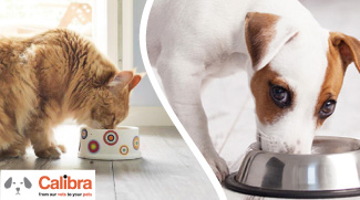 Poor Nutrition Is The Leading Cause Of Diseases In Furry Friends