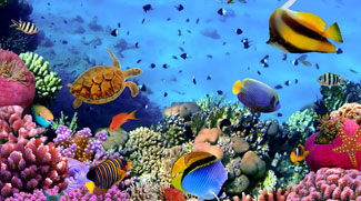 The Largest Aquarium To Open In The UAE