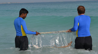 Five Star Hotel Releases 15 Baby Sharks Into The Ocean