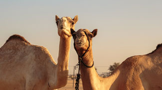 Camels Disqualified In Beauty Contest Over Botox