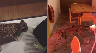 A Dubai Cafe Is Under Investigation For Using A Wild Cheetah As A Promotion