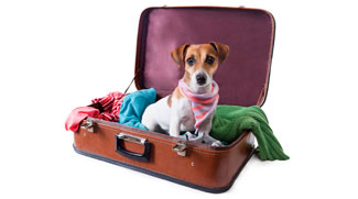 Pets Can Now Travel With Flydubai