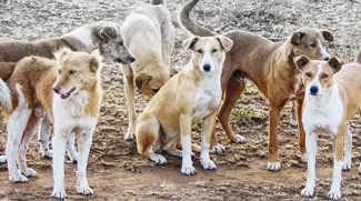Awareness Campaign For Stray Dogs Launched