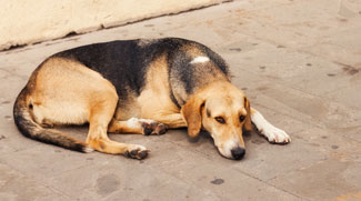 Abandoning Pets Is Now Punishable By Law