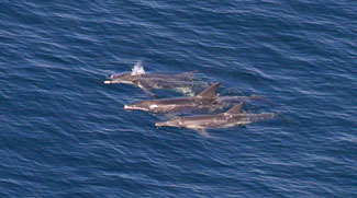 Unique Dolphins Spotted In Fujairah!