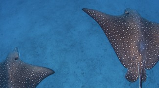 New Eagle Ray Species Found In Abu Dhabi