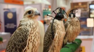 Most Beautiful Falcon Competition Announced