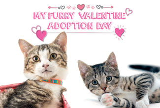 My Furry Valentine Adoption Day