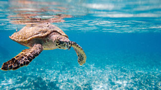 Watch: 10 turtles check in for a summer vacay at Dubai Mall aquarium