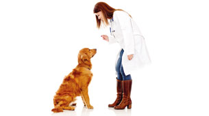 Light the new pain management therapy for pets