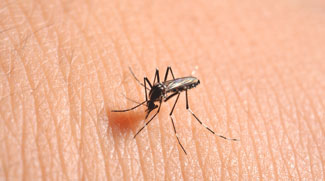 Healthcare practitioners are being asked to look out for dengue fever