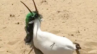 Watch: Sheikh Hamdan Rushes To Rescue Distressed Oryx