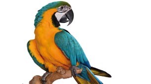 Parrot talk