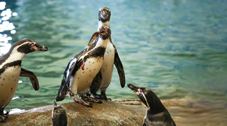 World Penguin Day At Al Ain Zoo