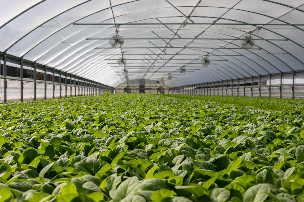 World’s Biggest Indoor Farm To Be Built In Abu Dhabi