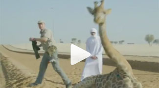 Watch Sheikh Hamdan's Team Helping A Giraffe Run Freely In The Dessert