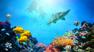 Arabian Seas sharks, rays, and chimaeras at risk of extinction