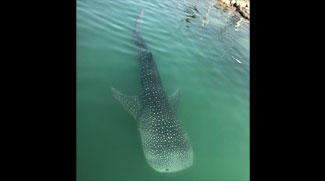 A Whale Shark Spotted In Abu Dhabi Waters