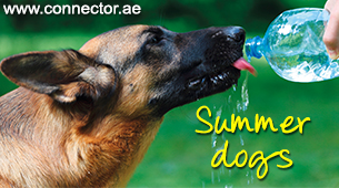 Summer dogs