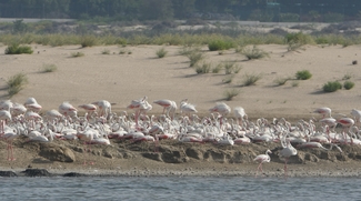 Al Wathba Wetland Reserve To Open Again