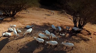 Al Ain Zoo Receives Prestigious International Recognition